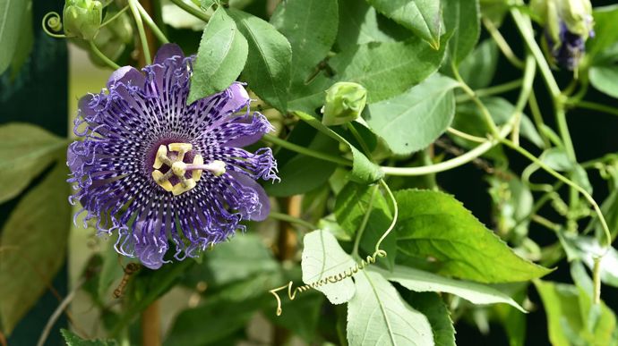 Trophée en grimpantes : Passiflore ‘?Fata confetto’, présentée par la pépinière Bonnet-Braun de Eyragues (13).